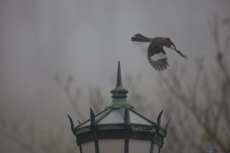 Rainy Mockingbird