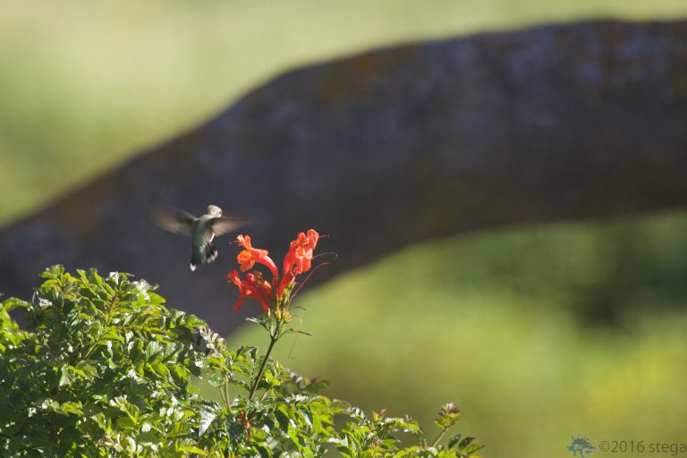 Anna’s Hummingbird