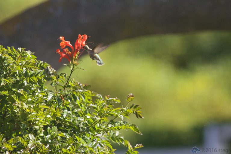 Allen’s Hummingbird