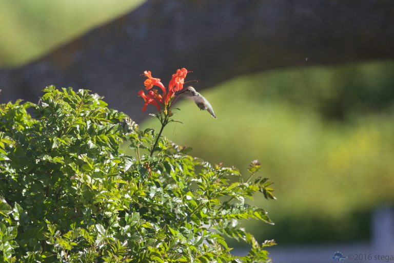 Allen’s Hummingbird