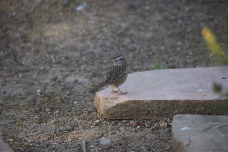 White-Crowned Sparrow