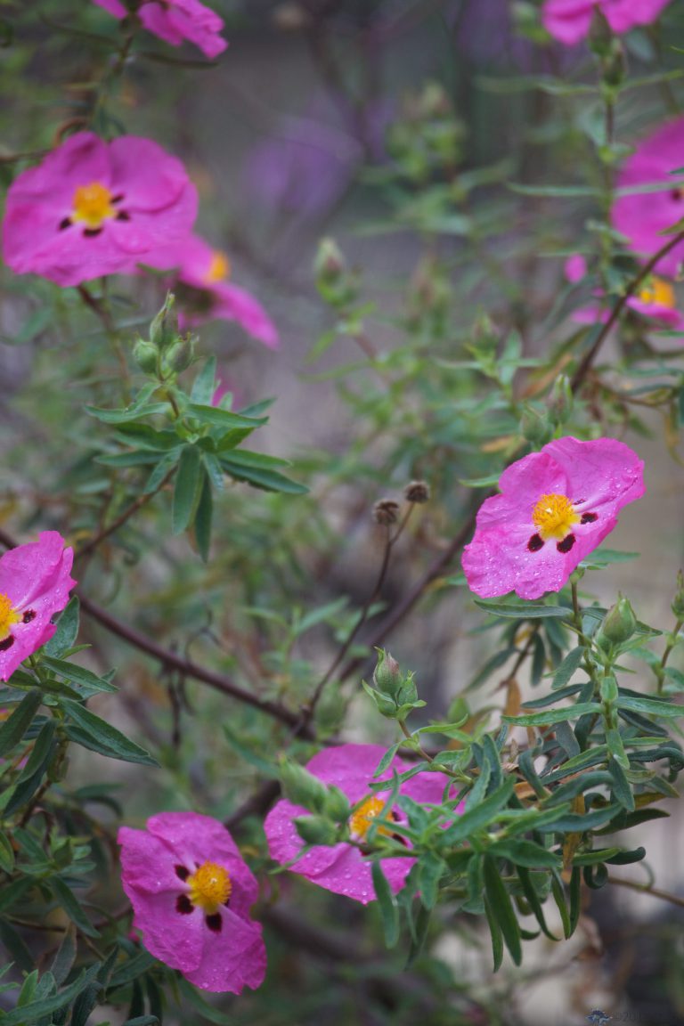 Spring