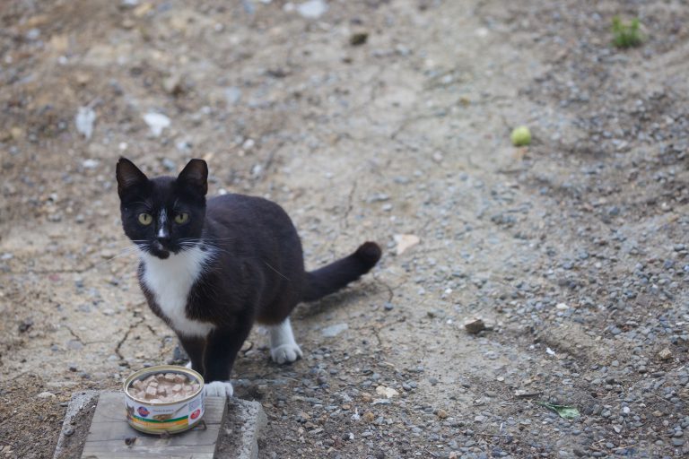 Momma Cat