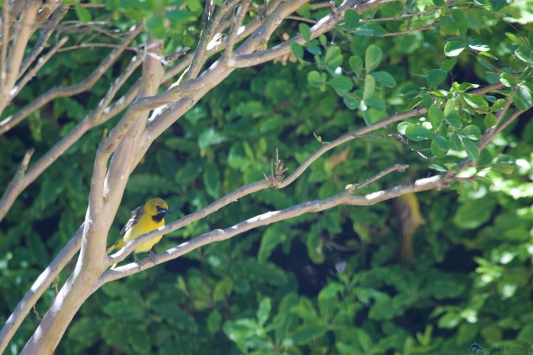 Hooded Oriole (Male)