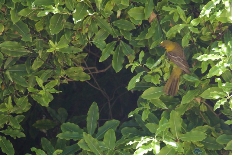 Hooded Oriole (Female)
