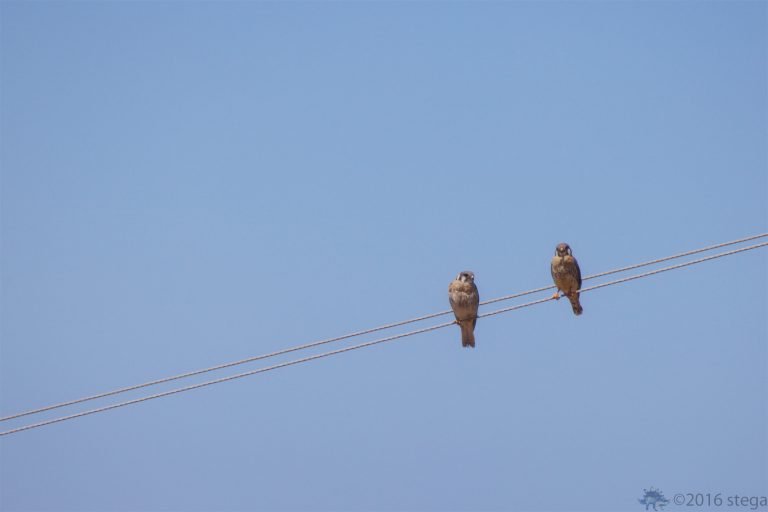 Outside: American Kestrel