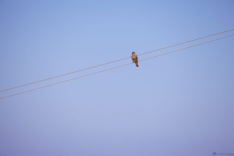 Outside:  American Kestrel