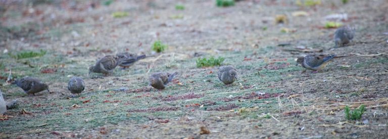 Mourning Dove