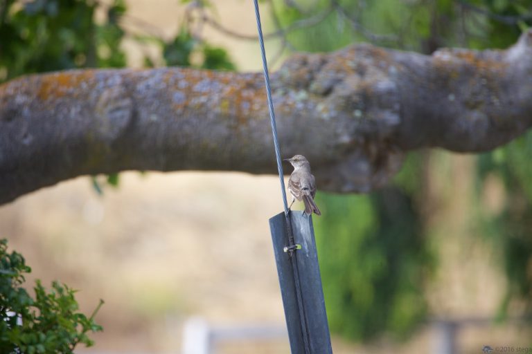 Northern Mockingbird