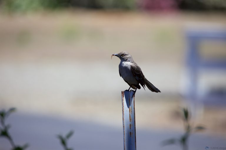 Northern Mockingbird