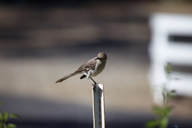 Old School Week: Northern Mockingbird