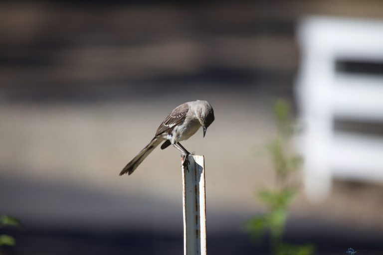 Old School Week: Northern Mockingbird