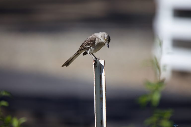 Old School Week: Northern Mockingbird