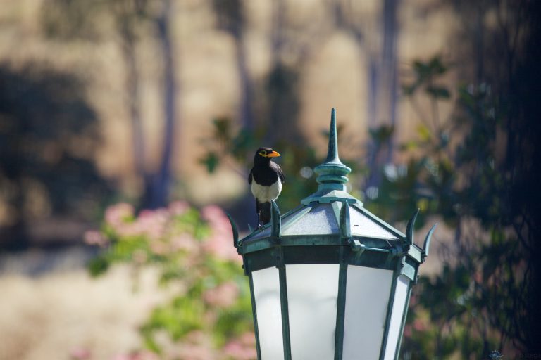 Yellow-billed Magpie