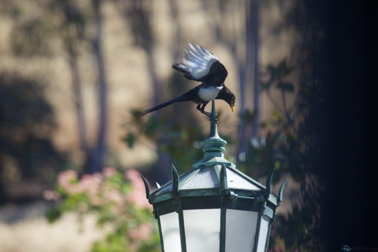 Yellow-Billed Magpie (Series)