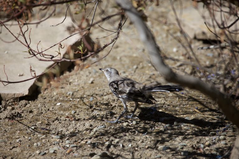 Northern Mockingbird