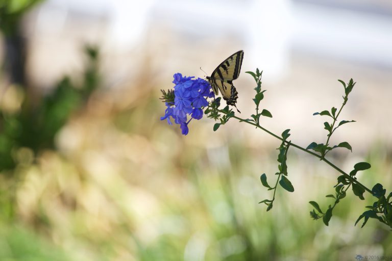 Old School Week: Papilio Rutulus