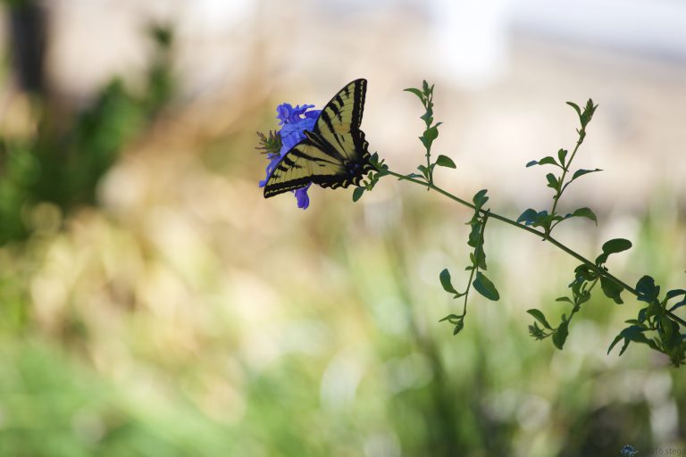 Old School Week: Papilio Rutulus