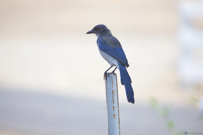 California Scrub Jay Week