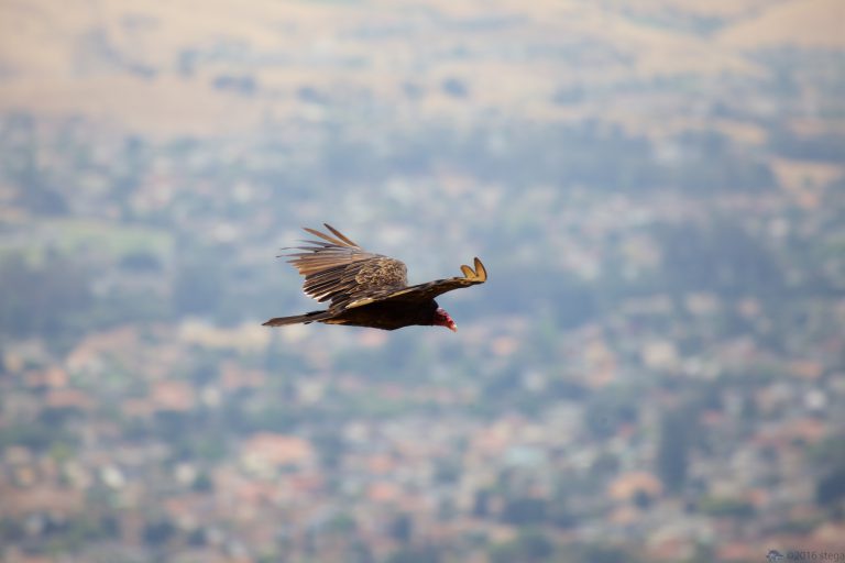 Outside: Turkey Vulture