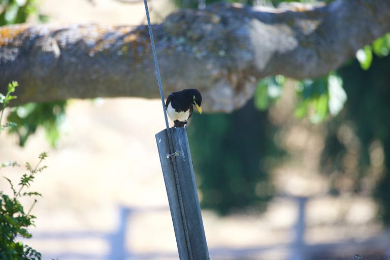 Old School Week: Yellow-Billed Magpie