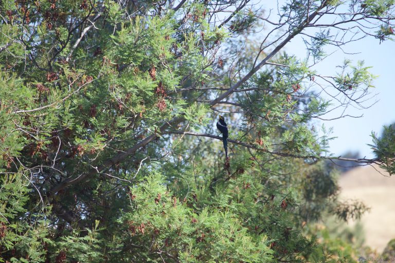 Old School Week: Yellow-Billed Magpie