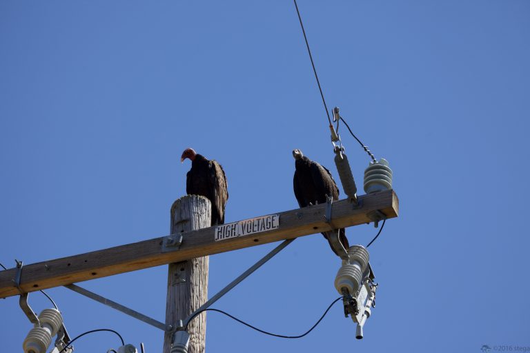 Old School Week: Turkey Vulture Family