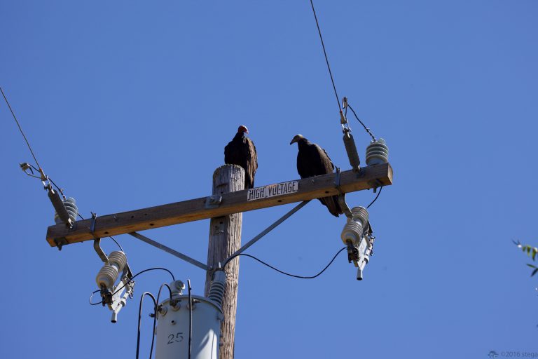 Old School Week: Turkey Vultures