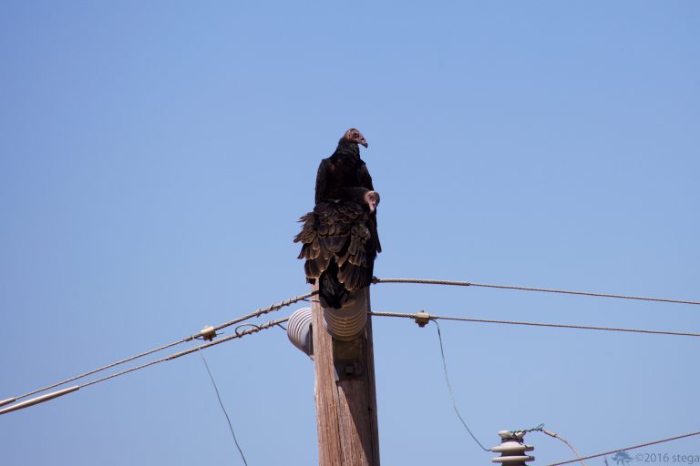 Old School Week: Turkey Vultures
