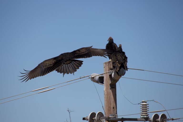 Old School Week: Turkey Vultures