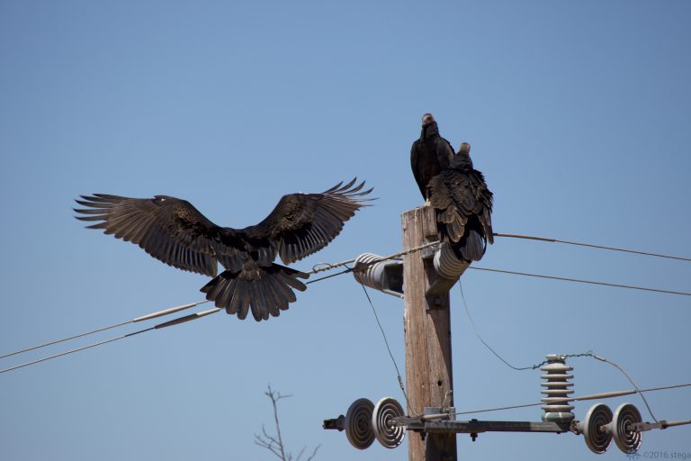 Outside: Turkey Vultures (Series)