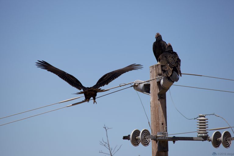 Old School Week: Turkey Vultures