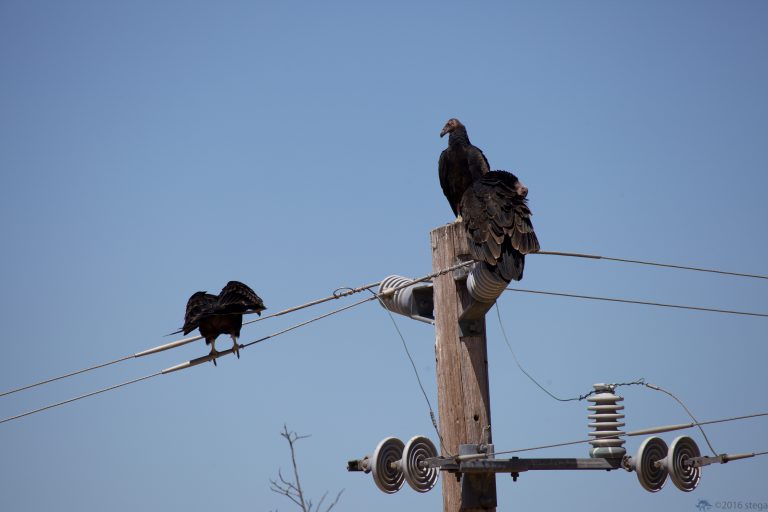 Old School Week: Turkey Vulture