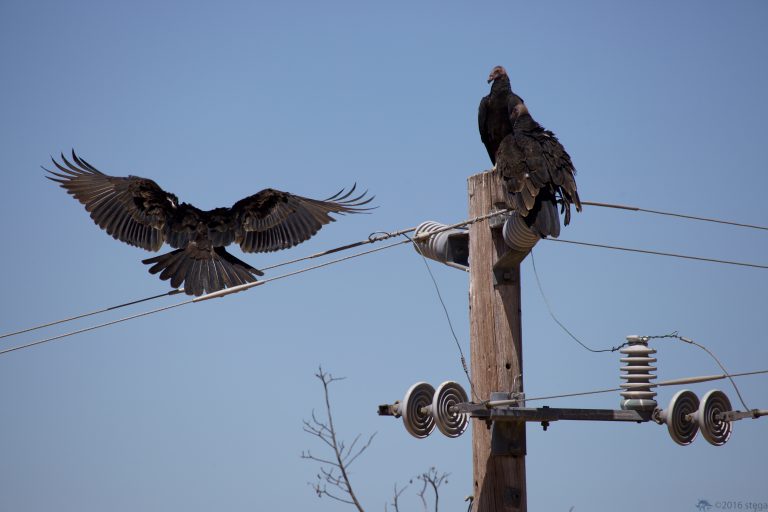 Old School Week: Turkey Vultures
