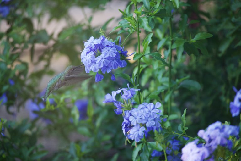 Hummingbird Week