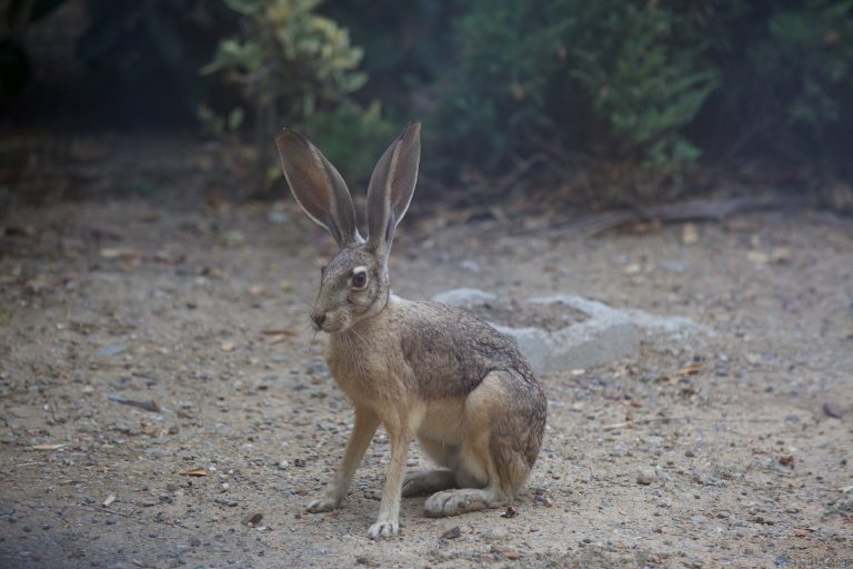 Hare Today