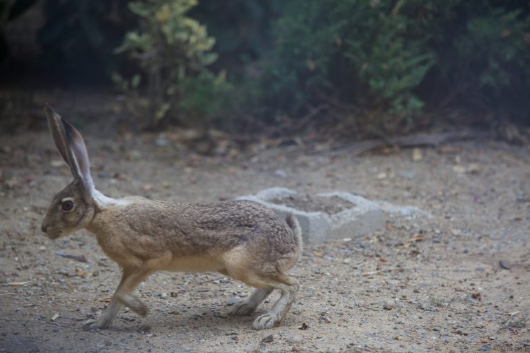 Hare