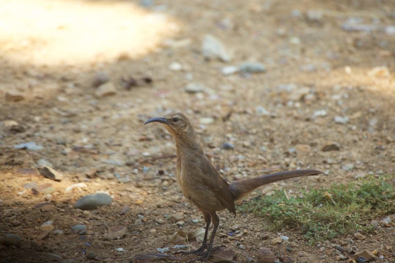 California Thrasher