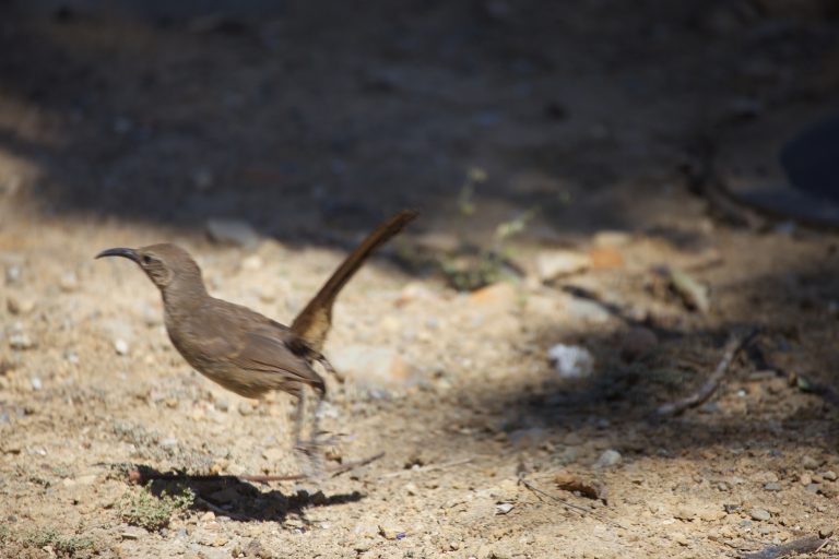 Old School Week: California Thrasher