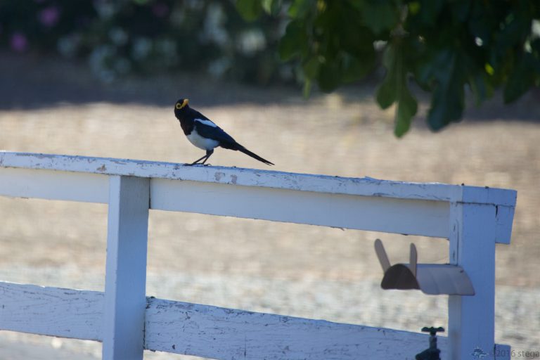 Yellow-Billed Magpie