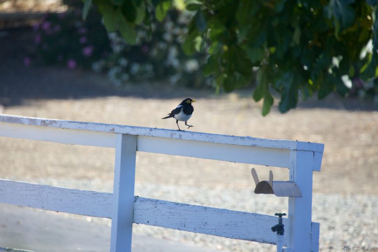 Old School Week: Yellow-billed Magpie