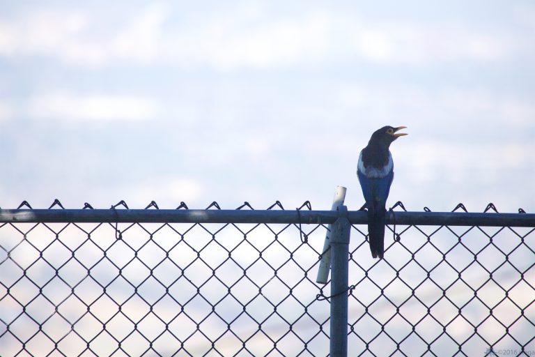 Outside: Yellow-Billed Magpie