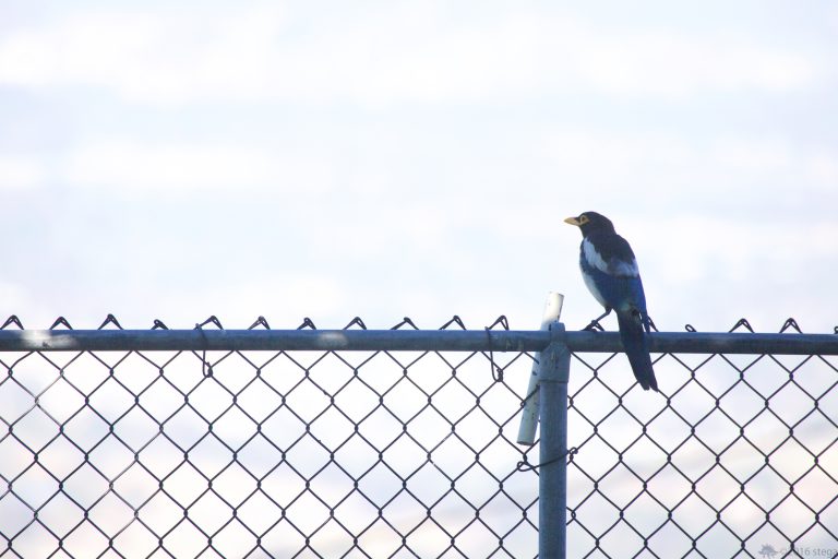 Old School Week: Yellow-Billed Magpie