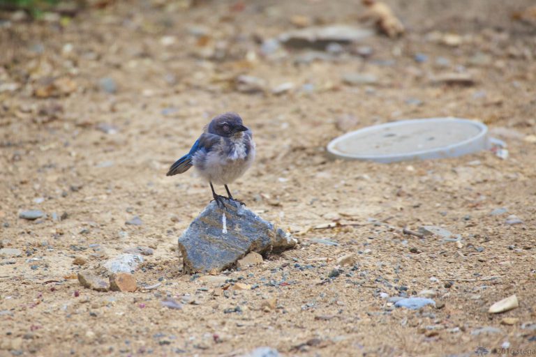One-Eyed California Scrub Jay