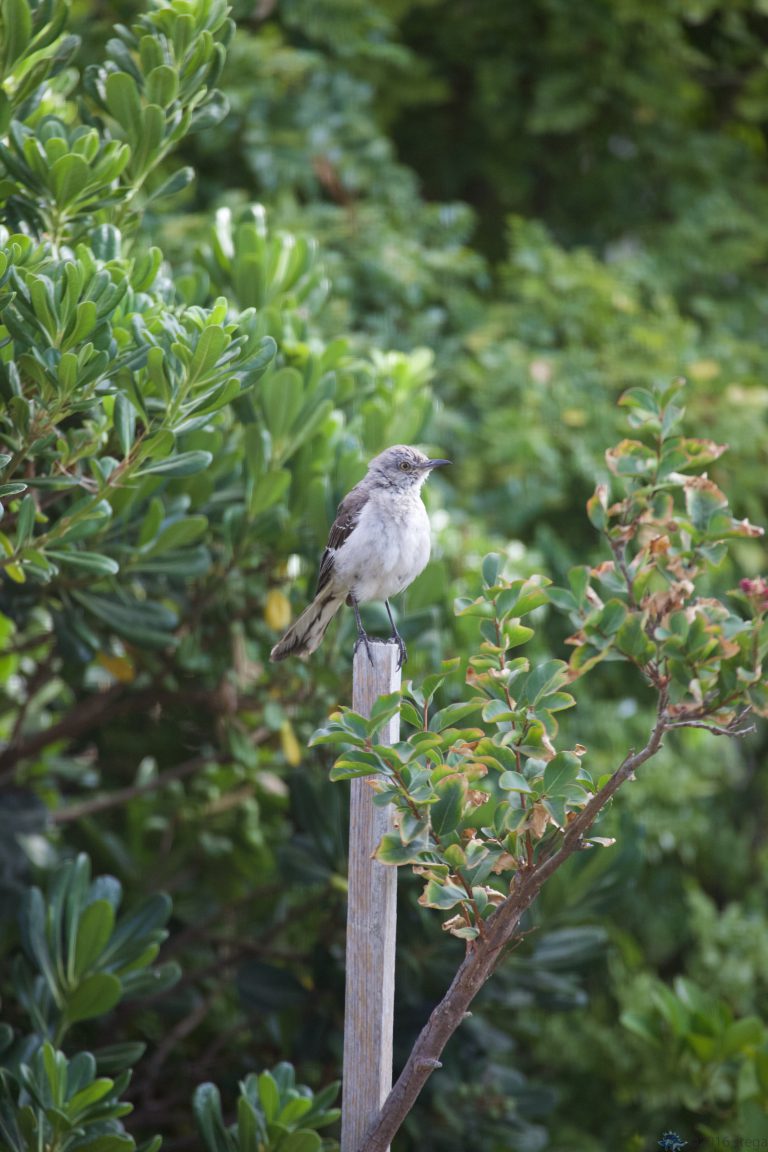 Molty Mockingbird
