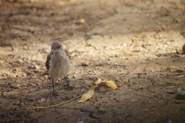 Northern Mockingbird
