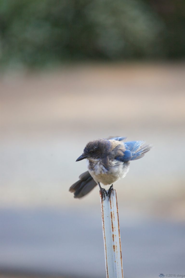 Old School Week: California Scrub Jay
