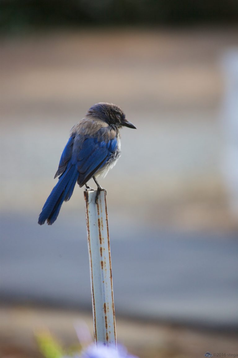 Old School Week: California Scrub Jay