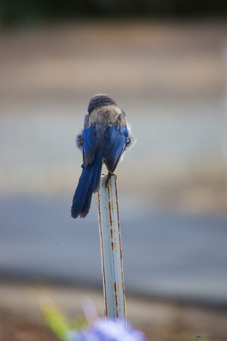 Old School Week: California Scrub Jay