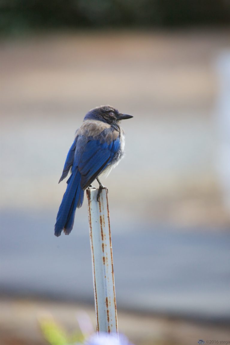 The One-Eyed California Scrub Jay (Series)